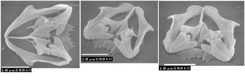Wulfertia kivuensis Wulfertia kivuensis