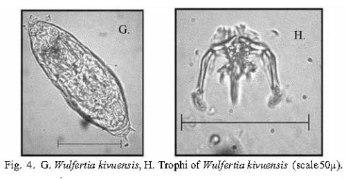 Wulfertia kivuensis Wulfertia kivuensis
