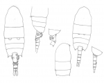 Pseudodiaptomus pacificus habitus
