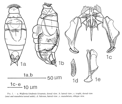 Wulfertia kivuensis Wulfertia kivuensis