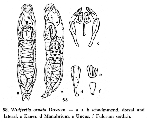 Wulfertia ornata Wulfertia ornata