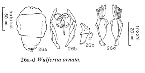 Wulfertia ornata Wulfertia ornata