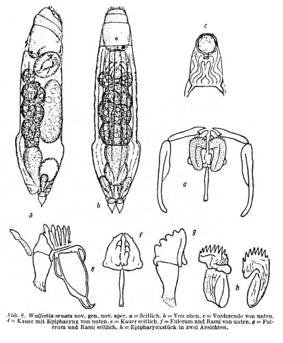 Wulfertia ornata Wulfertia ornata