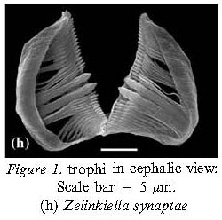 Zelinkiella synaptae Zelinkiella synaptae