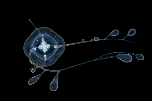 Zancleopsis grandis Schuchert & Collins 2024 Zancleopsis grandis Schuchert & Collins 2024