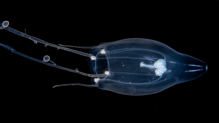 Zancleopsis grandis Schuchert & Collins 2024 Zancleopsis grandis Schuchert & Collins 2024