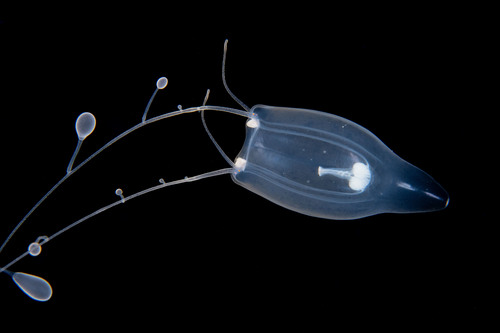 Zancleopsis grandis Schuchert & Collins 2024 Zancleopsis grandis Schuchert & Collins 2024