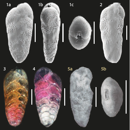 Bolivina paula Cushman & Cahill, 1932 Bolivina paula Cushman & Cahill, 1932