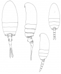Pseudodiaptomus panamensis habitus