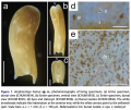 Amphiscolops hamus
