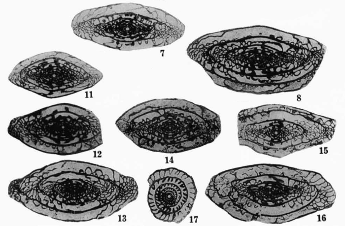 Pseudoschwagerina needhami Thompson, 1954 Pseudoschwagerina needhami Thompson, 1954