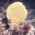 Ianthella flabelliformis (Linnaeus, 1759) neotype in situ
