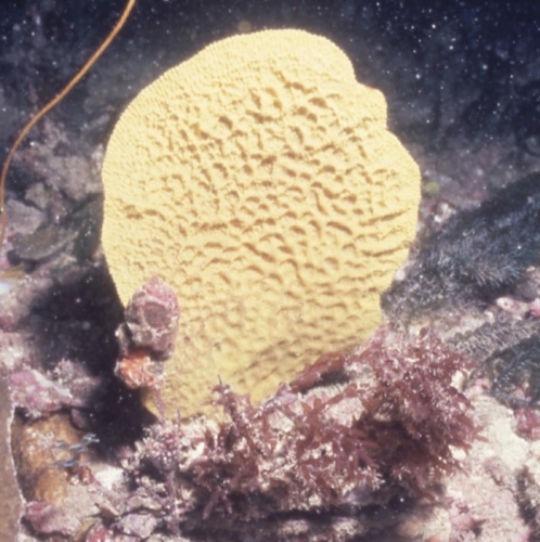 Ianthella flabelliformis (Linnaeus, 1759) neotype in situ Ianthella flabelliformis (Linnaeus, 1759) neotype in situ