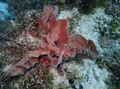 Callyspongia (Cladochalina) aculeata (Linnaeus, 1759) Neotype in situ