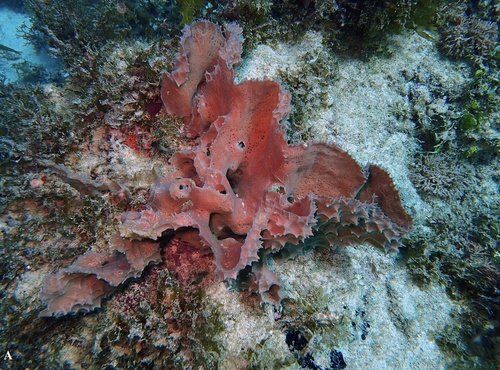 Callyspongia (Cladochalina) aculeata (Linnaeus, 1759) Neotype in situ Callyspongia (Cladochalina) aculeata (Linnaeus, 1759) Neotype in situ