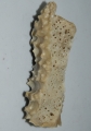 Callyspongia (Cladochalina) aculeata (Linnaeus, 1759) Neotype specimen