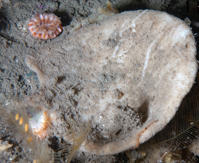 Axinella infundibuliformis (Linnaeus, 1759) neotype in situ