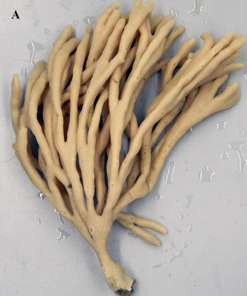 Haliclona (Haliclona) oculata (Linnaeus, 1759) preserved neotype