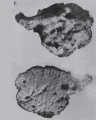 Spongia (Spongia) officinalis Linnaeus, 1759 neotype
