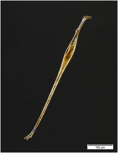 Amphisolenia bidentata Amphisolenia bidentata
