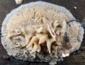 Ephydatia fluviatlis in situ SE Netherlands