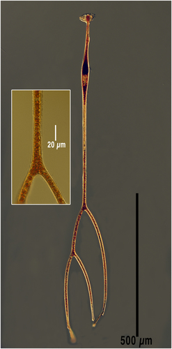 Amphisolenia thrinax Amphisolenia thrinax