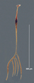 Amphisolenia quinquecauda 