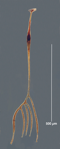 Amphisolenia quinquecauda Amphisolenia quinquecauda