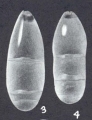 Pseudonodosaria aequaliformis McCulloch, 1977