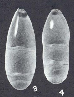 Pseudonodosaria aequaliformis McCulloch, 1977