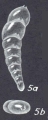 Pseudolingulina gordabankensis McCulloch, 1977