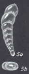 Pseudolingulina gordabankensis McCulloch, 1977