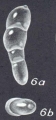 Pseudolingulina clarionensis McCulloch, 1977
