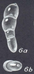 Pseudolingulina clarionensis McCulloch, 1977