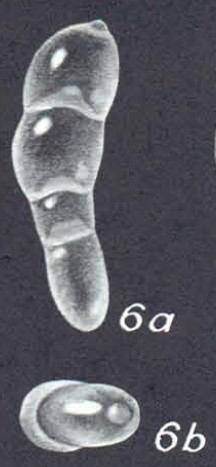 Pseudolingulina clarionensis McCulloch, 1977 Pseudolingulina clarionensis McCulloch, 1977
