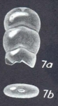 Entolingulina depressiformis McCulloch, 1977, author: D'Onofrio, Roberta
