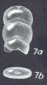 Entolingulina depressiformis McCulloch, 1977 