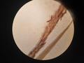 Staminate spike of isolectotype
