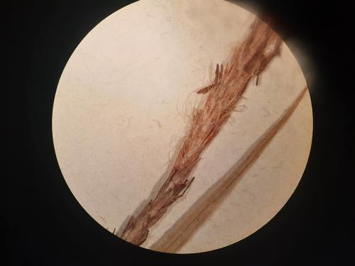 Staminate spike of isolectotype Staminate spike of isolectotype
