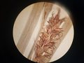pistillate spike of isolectotype