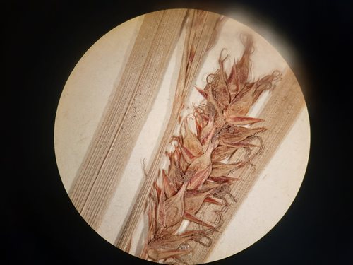 pistillate spike of isolectotype pistillate spike of isolectotype