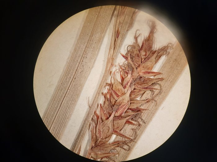 pistillate spike of isolectotype