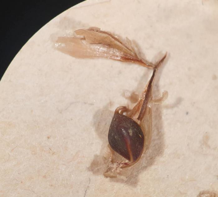 Achene of specimen Carex fokienensis P00520990