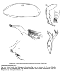 Cobanocythere subterranea Hartmann, 1959 from the original description