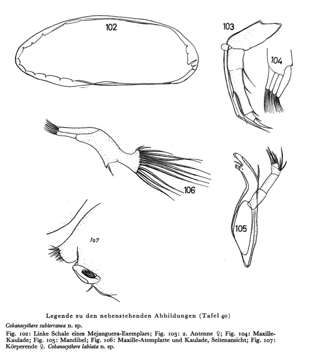 Cobanocythere subterranea Hartmann, 1959 from the original description