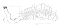 sketch of Ctenophoricola tzetlini  from Syomin et al
