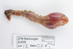 Scalibregma therouxi - Manicouagan