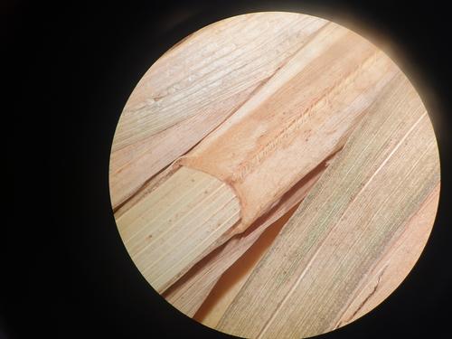 Upper leaf sheath of holotype at P Upper leaf sheath of holotype at P