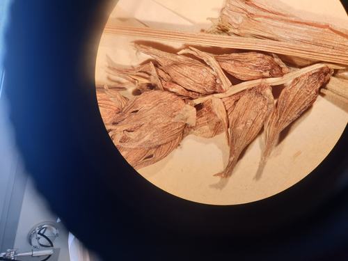 perigynia of syntype of Carex izuroei perigynia of syntype of Carex izuroei