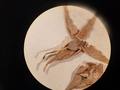 achene of syntype of Carex izuroei